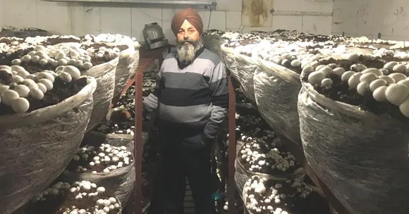 Punjab's ‘Mushroom King' Grows 200 Tonnes Using Organic Compost, Earns Rs 1.25 Cr/Year