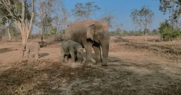 Elephants Have Midwives? MP's Granny Vatsala Is Now Blind & Cared for by Her 'Grandkids'!