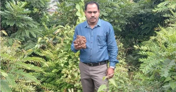 Professor Shares How Odisha's Wild Yams Are Better in Nutrition Than Farmed Fruits