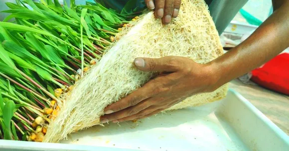 Engineer-Duo's Hydroponic Setup Produces 50kg Fodder a Day, Uses 95% Less Water