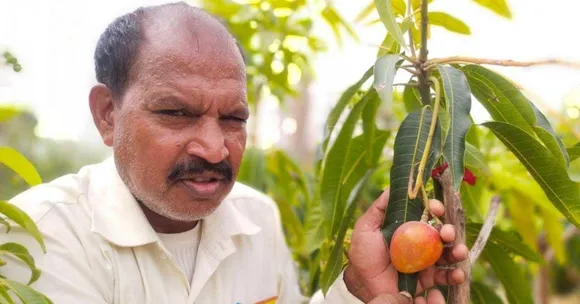 Inspired by Youtube, Man Grows World's Most Expensive Mangoes in Rajasthan