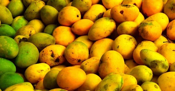 Here's How GI Tagging 400 Million Alphonso Mangoes Will Boost Farmer Incomes