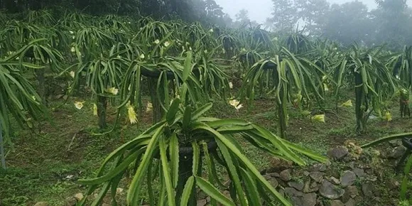 Retired Banker Turns Farmer; Earn Rs 10 Lakh per Season From Dragon Fruit Plants
