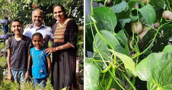 3 Generations In This House Grow 400 Plant Varieties, Including Potatoes In Vines
