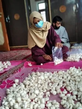 Earning 70k/Month, Woman Shares 5 Steps to Grow Button Mushrooms at Home