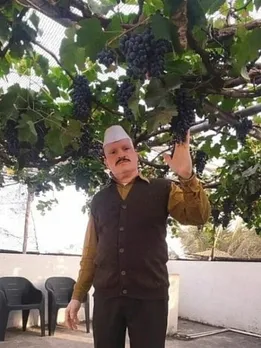 Farmer’s Terrace-Turned-Vineyard Harvest 250 Kilos of Organic Grapes