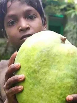 7 of India’s Rarest Mango Varieties: How Many Have You Tried?