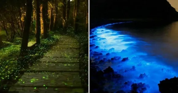 7 Best Places in India to See Nature's Glowing Bioluminescence