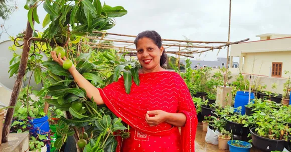 I Grow Figs, Grapes, Passion Fruits, Pineapples & 5 Types of Mangoes on My Terrace