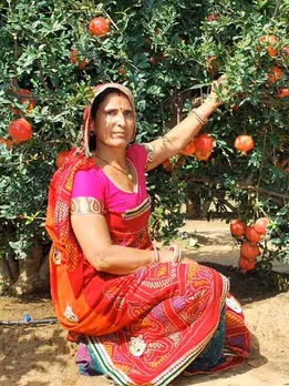 Simple Trick Helps Farmer Earn Rs 25 Lakh Growing Organic Pomegranates (Copy)
