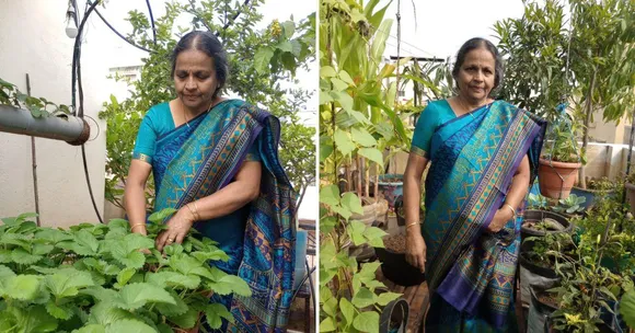 Strawberries in Water Bottles, Palak in PVC Pipes: 70-YO Grows all Veggies on Terrace