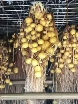 Potatoes in Air to Tomatoes in Water: 6 Ways to Grow Plants Without Any Soil