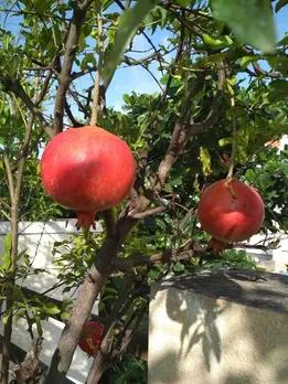 70-YO Homemaker Shares Easy Tips to Grow Pomegranates in Pots at Home