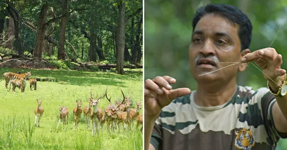 Kanha’s Tigers to Kuno’s Cheetahs: India’s ‘Grass Man’ Grows Lush Habitats For Wildlife