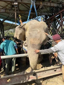 Heartwarming Rescue Tale of an Elephant That Was Forced to Beg & Heroes Who Helped Him