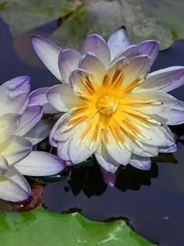 Engineer Grows 200 Varieties of Aquatic Plants on Terrace to Keep Home Cool in Summers