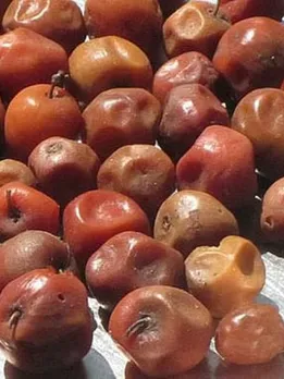 Science Behind How This Indian Super Fruit Helps Those With Diabetes, Cancer, TB & More
