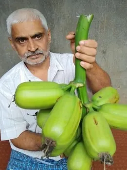 Blue Bananas & Unique Jackfruits: Famer’s Exotic Food Forest Has 1300 Rare Fruits, Herbs