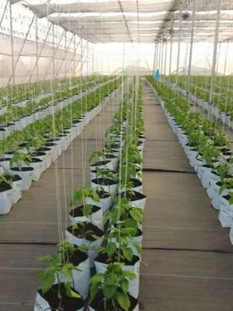 3 Friends’ Soil-Less Hydroponics Venture Boosts Crop Yield, Saves Water; Earns Rs 5 Cr/Year