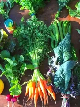 How to Grow 5 Types of Veggies in a Single Pot & Save 90% Water; 4 Easy Tips