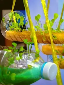 How To Build a Hydroponic Unit With Plastic Bottles on Your Balcony: A Simple Guide