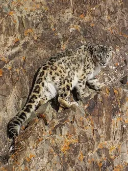 Meet The 2 Ladakhis Who Helped Save India’s Snow Leopards with Innovative Ideas