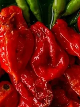 5 of the Spiciest GI-Tagged Chillies in India to Add an Extra Kick to Your Dish
