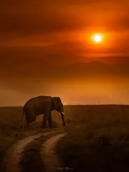 10 National Parks & Sanctuaries in India That are Perfect Photography Destinations