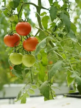 5 Entrepreneurs Making Huge Gains & Big Strides in Clean Farming with Hydroponics