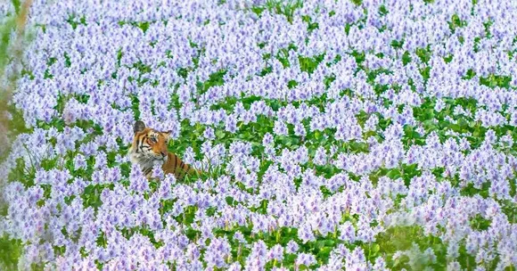 In Pics: 12 Rare & Stunning Shots Captured By Wildlife Photographers Across the World