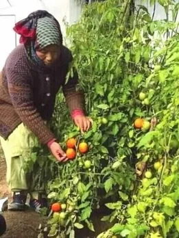 This Innovation Helps Ladakh Farmers Grow Tomatoes, Cabbage, Broccoli in Freezing Winters