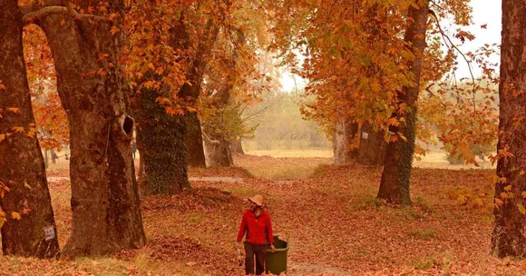 Kashmir's 'Father of Chinars': The Daily Wager Transforming the Valley, One Tree At a Time