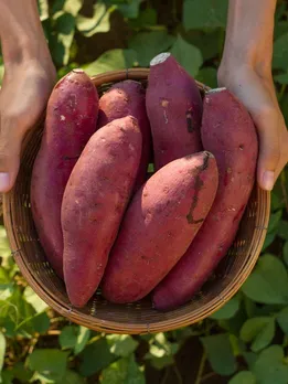 Is Your Sweet Potato Adulterated? FSSAI Shares Easy Way To Check