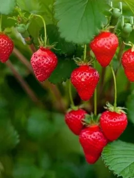 Winter Gardening Tips: Easy Steps to Grow Strawberries & Cherries at Home