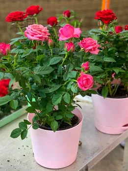 Gardening 101: How to Grow 5 Winter Flowers At Home