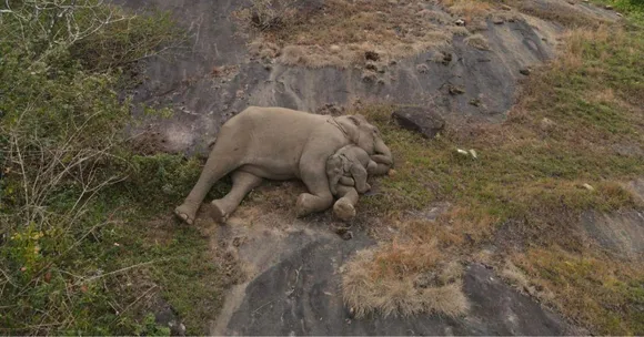 Foresters Reunite Lost Baby Elephant With Mother, Win the Internet With Most Heartwarming Pic
