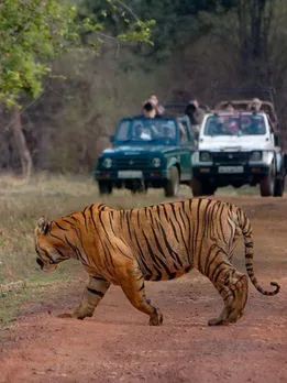 Go Wild This Year: India's Best Jungle Safaris to Spot the Big Cats