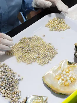 How Oyster Pearl Farming Helped Farmers Earn Rs 40 Lakh in Water-Scarce Marathwada