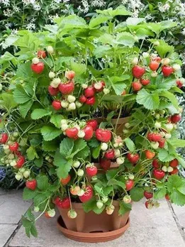 Love Strawberries? Grow Them at Home in 6 Simple Steps