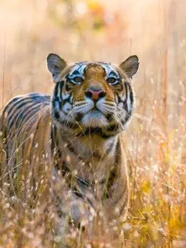 8 National Parks in India For The Perfect Wildlife Safari Until April This Year