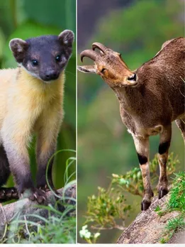 Heard of Gangetic Dolphins or Kashmir Hanguls? 8 Unique Animals Found Only in India