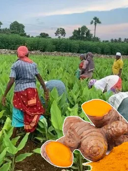 How AI Is Helping Turmeric Farmers In Telangana Reap Big Profits