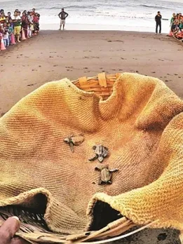 Velas Turtle Festival: How a Village Is Saving Endangered Turtles Through Eco-tourism