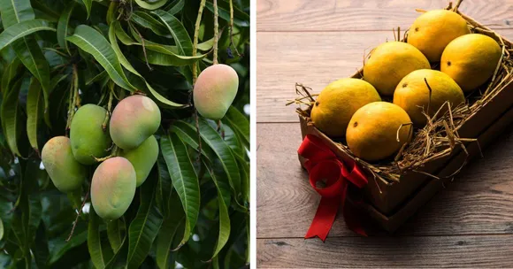 Order Organic Mangoes From Farms Across India Using 8 Online Platforms