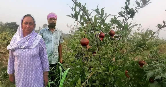 How to Make Farming Profitable? Himachal Couple Earn Double with 25 Kinds of Crops
