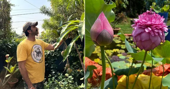 World's Most Expensive Mango, Lotus With 1000 Petals & More: Engineer Grows 400 Plants at Home