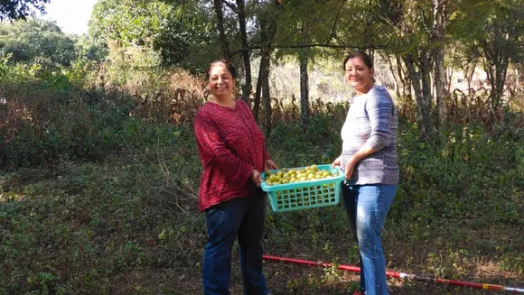 Sisters Took Up Farming in Their 40s; Earn Rs 11 Lakh Growing Gooseberry, Mangoes & More