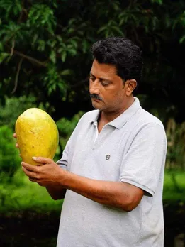 Who Grows India's Huge Noorjahan Mangoes That Cost Upto Rs 1500/Piece?