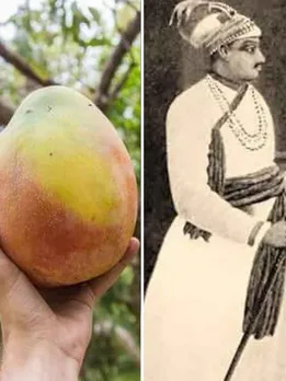 The Story of Kohitur: One of India's Most Expensive Mangoes, Once Made for a Nawab