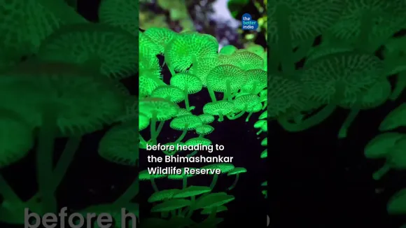 These glowing forests are what fairytales are made of! 🌳🪄 #shorts #viral